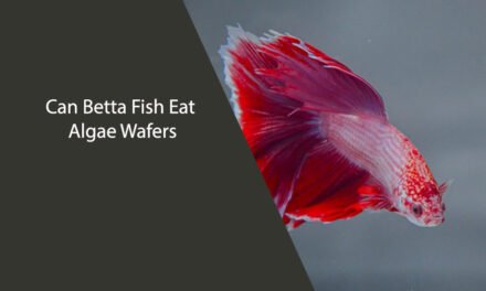 Can Betta Fish Eat Algae Wafers