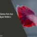 Can Betta Fish Eat Algae Wafers