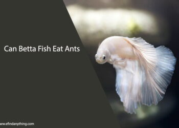 Can Betta Fish Eat Ants