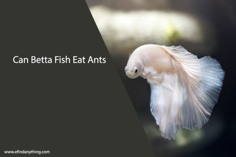 Can Betta Fish Eat Ants
