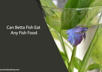 Can Betta Fish Eat Any Fish Food