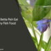 Can Betta Fish Eat Any Fish Food