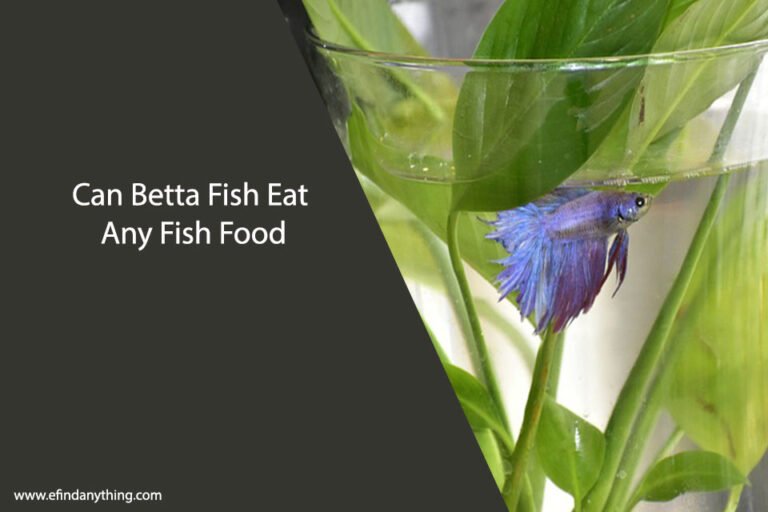 Can Betta Fish Eat Any Fish Food