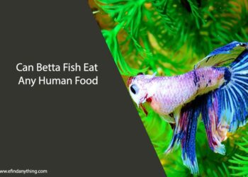Can Betta Fish Eat Any Human Food