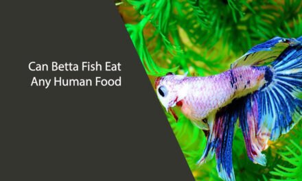 Can Betta Fish Eat Any Human Food