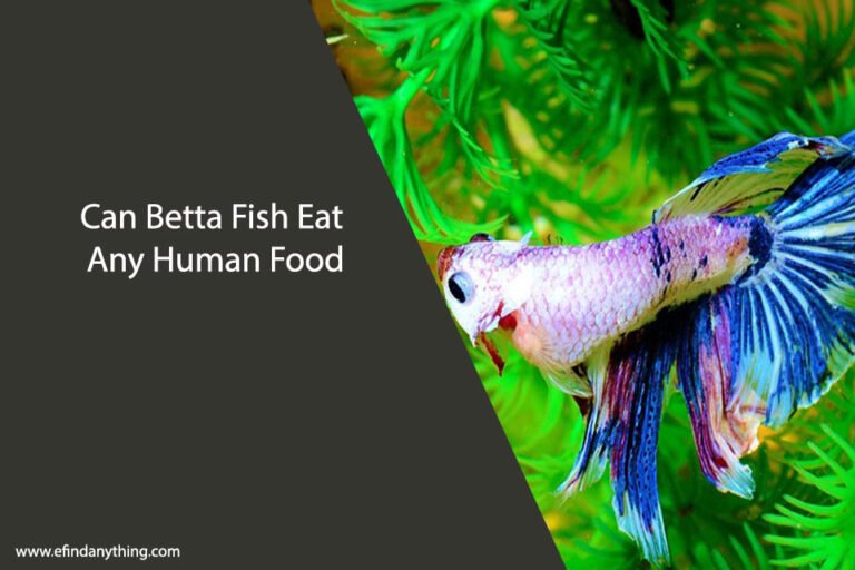 Can Betta Fish Eat Any Human Food