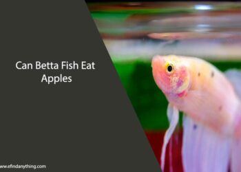 Can Betta Fish Eat Apples