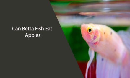 Can Betta Fish Eat Apples