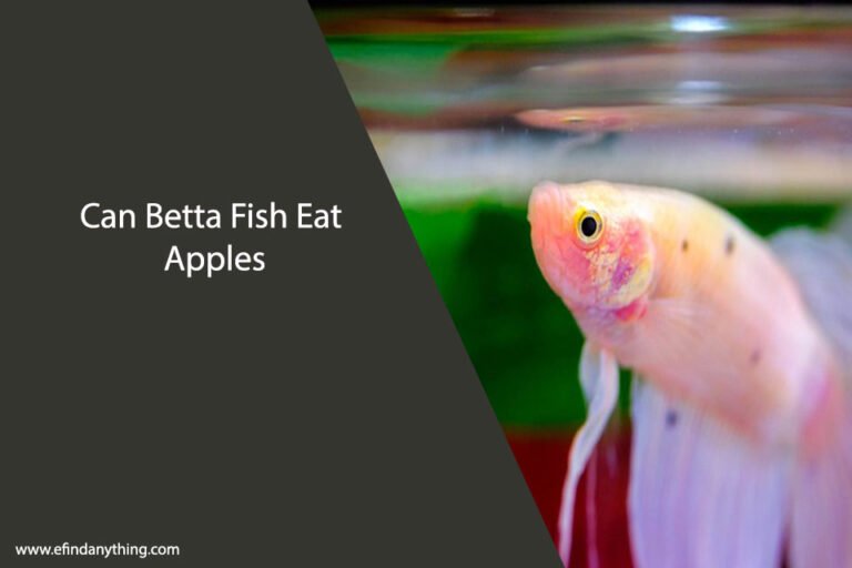 Can Betta Fish Eat Apples