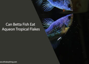 Can Betta Fish Eat Aqueon Tropical Flakes