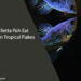 Can Betta Fish Eat Aqueon Tropical Flakes