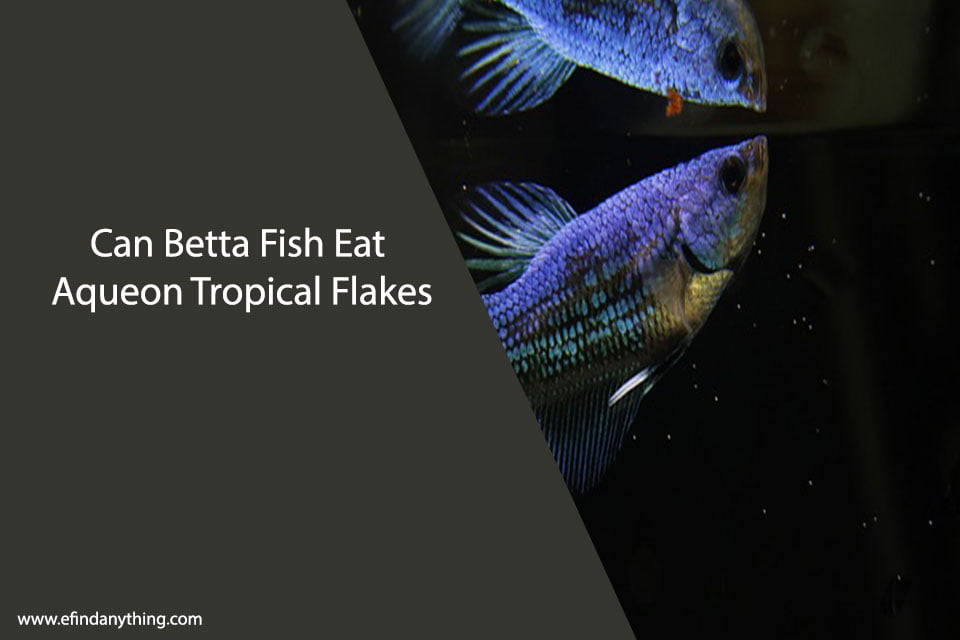 Can Betta Fish Eat Aqueon Tropical Flakes