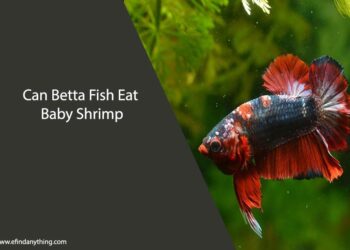 Can Betta Fish Eat Baby Shrimp