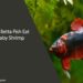 Can Betta Fish Eat Baby Shrimp