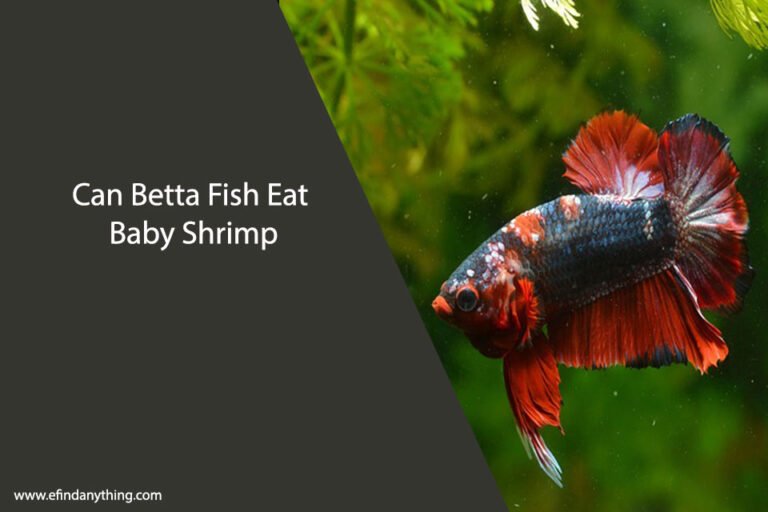 Can Betta Fish Eat Baby Shrimp
