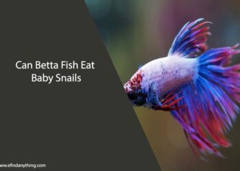Can Betta Fish Eat Baby Snails