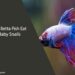 Can Betta Fish Eat Baby Snails