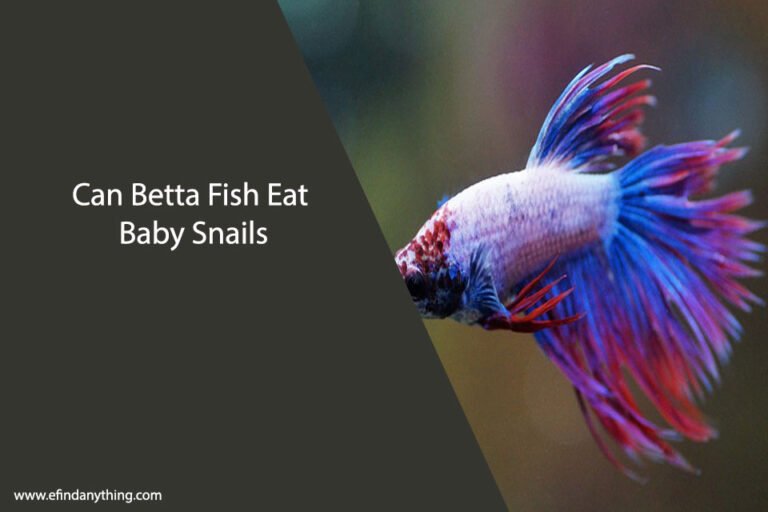 Can Betta Fish Eat Baby Snails
