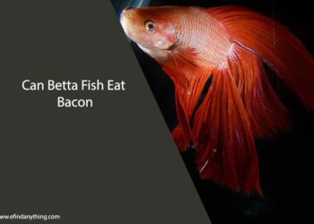 Can Betta Fish Eat Bacon