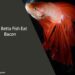 Can Betta Fish Eat Bacon