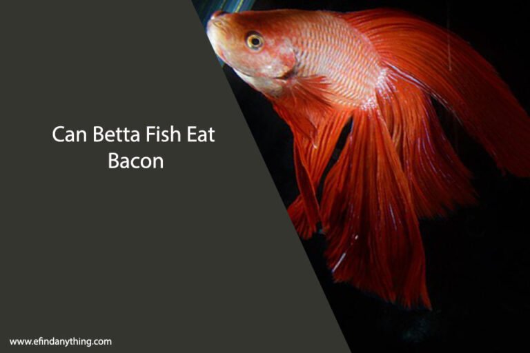 Can Betta Fish Eat Bacon