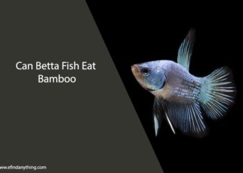 Can Betta Fish Eat Bamboo