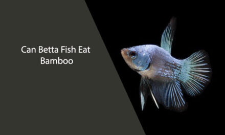 Can Betta Fish Eat Bamboo
