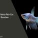 Can Betta Fish Eat Bamboo
