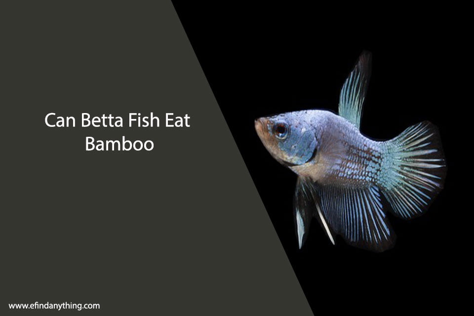 Can Betta Fish Eat Bamboo