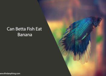 Can Betta Fish Eat Banana
