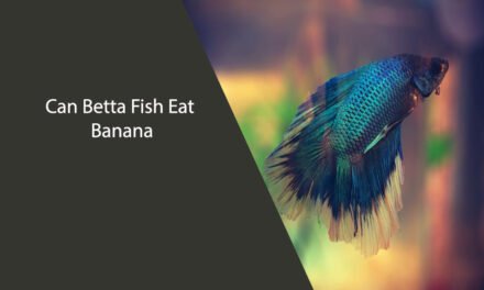 Can Betta Fish Eat Banana