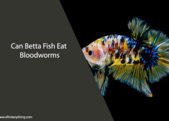 Can Betta Fish Eat Bloodworms
