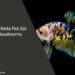 Can Betta Fish Eat Bloodworms