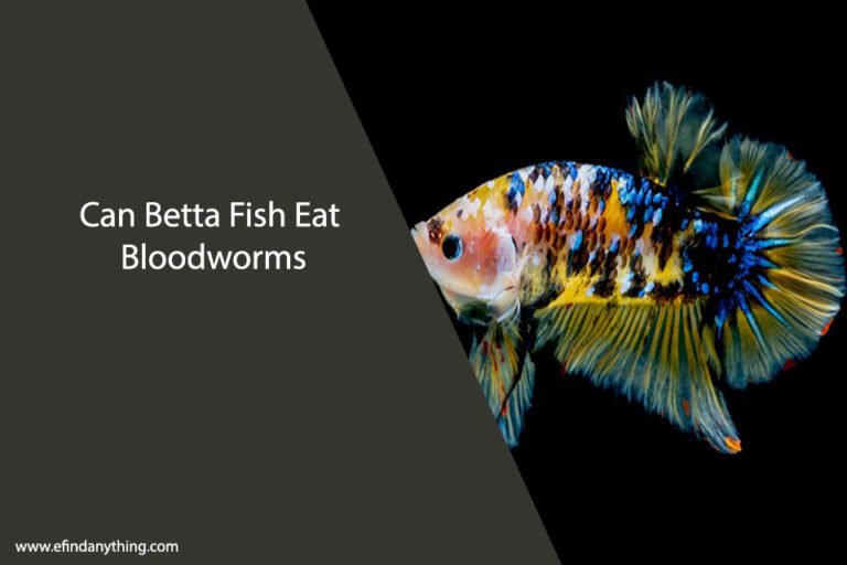 Can Betta Fish Eat Bloodworms