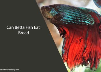 Can Betta Fish Eat Bread