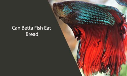 Can Betta Fish Eat Bread