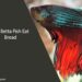 Can Betta Fish Eat Bread