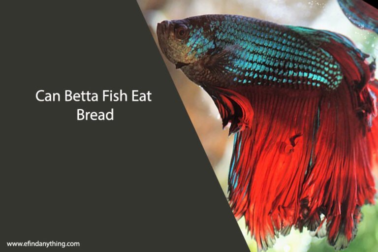 Can Betta Fish Eat Bread