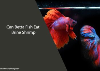 Can Betta Fish Eat Brine Shrimp