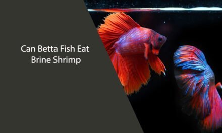 Can Betta Fish Eat Brine Shrimp