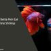 Can Betta Fish Eat Brine Shrimp