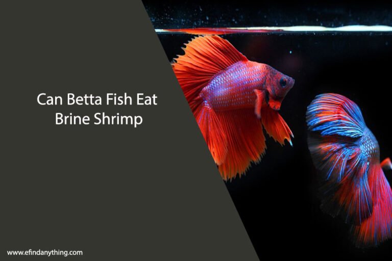 Can Betta Fish Eat Brine Shrimp