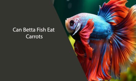 Can Betta Fish Eat Carrots