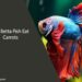 Can Betta Fish Eat Carrots