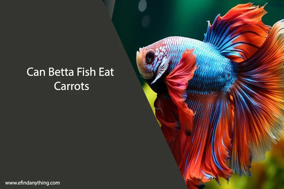 Can Betta Fish Eat Carrots