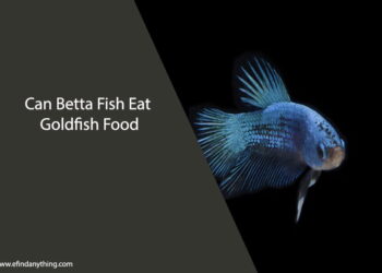 Can Betta Fish Eat Goldfish Food