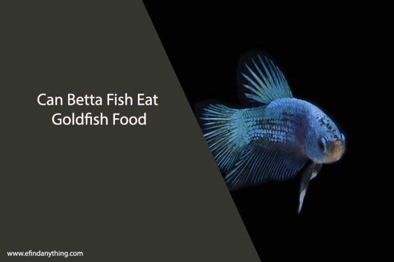 Can Betta Fish Eat Goldfish Food
