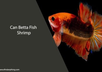 Can Betta Fish Eat Shrimp