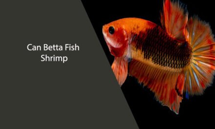Can Betta Fish Eat Shrimp