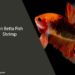 Can Betta Fish Eat Shrimp